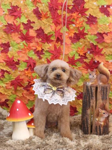 20241109メルちゃん 